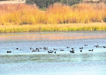 Turismo ornitológico en las Lagunas de Cantalejo / E.A.