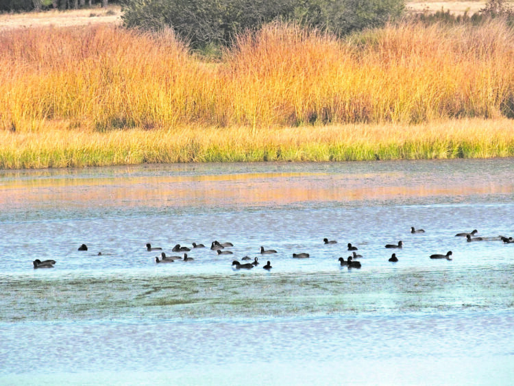 Cantalejo se suma a la celebración del Día de los Humedales 1 Turismo ornitológico en las Lagunas de Cantalejo / E.A.