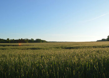Un campo de trigo, en la provincia de Segovia.