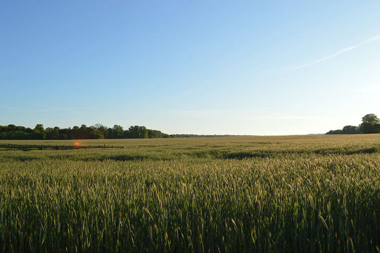 Un campo de trigo, en la provincia de Segovia.