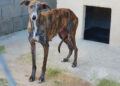 Foto de archivo. Galgo en un refugio de animales / E.A.