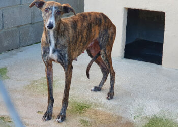 Foto de archivo. Galgo en un refugio de animales / E.A.