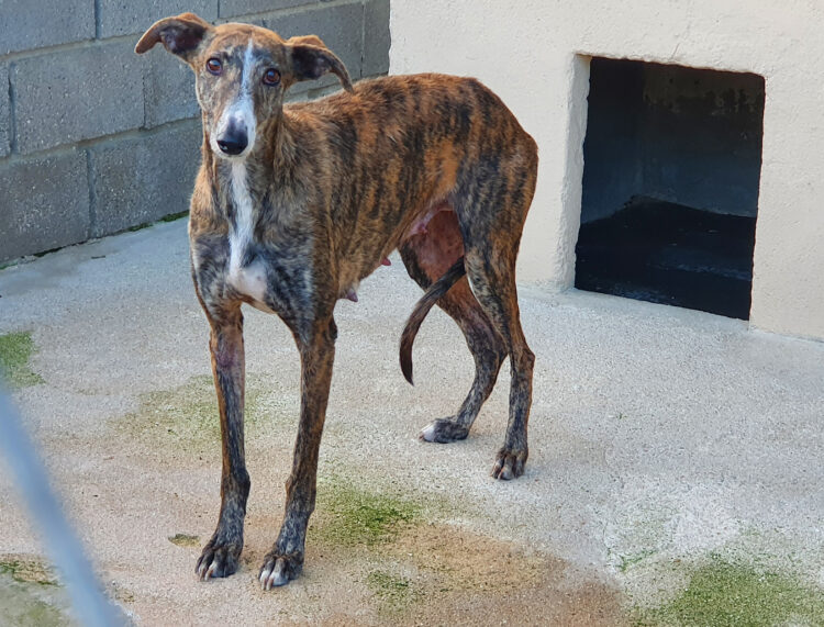 Foto de archivo. Galgo en un refugio de animales / E.A.