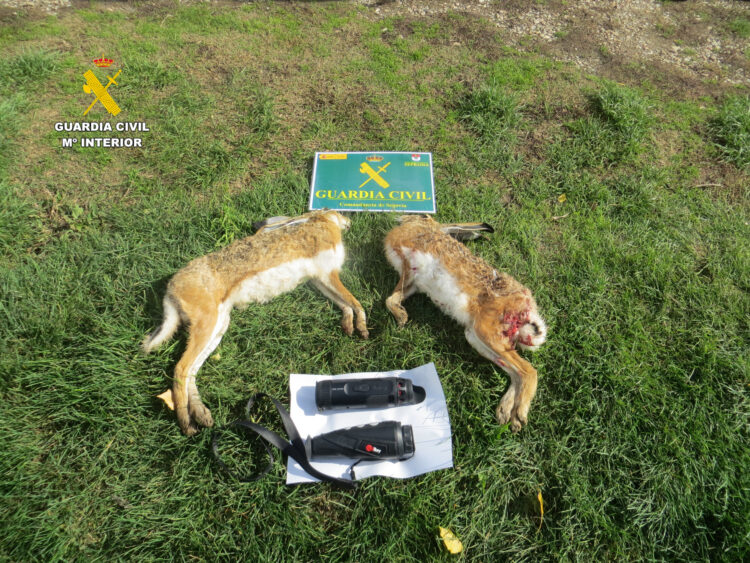 Ejemplares de liebre europea hallados en el interior de un vehículo / GUARDIA CIVIL