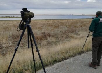 Observación de aves acuáticas en un humedal./ ICAL