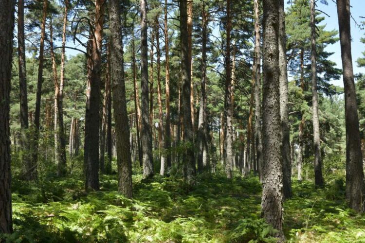 Imagen de archivo del Parque Nacional del Guadarrama