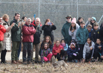 Suelta de dos ejemplares procedentes del Centro del Acebuche, en Doñana, Huelva. / Brágimo