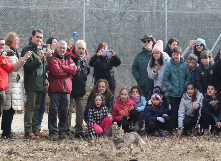 Dos ejemplares de lince ibérico son liberados en Astudillo 1 Suelta de dos ejemplares procedentes del Centro del Acebuche, en Doñana, Huelva. / Brágimo