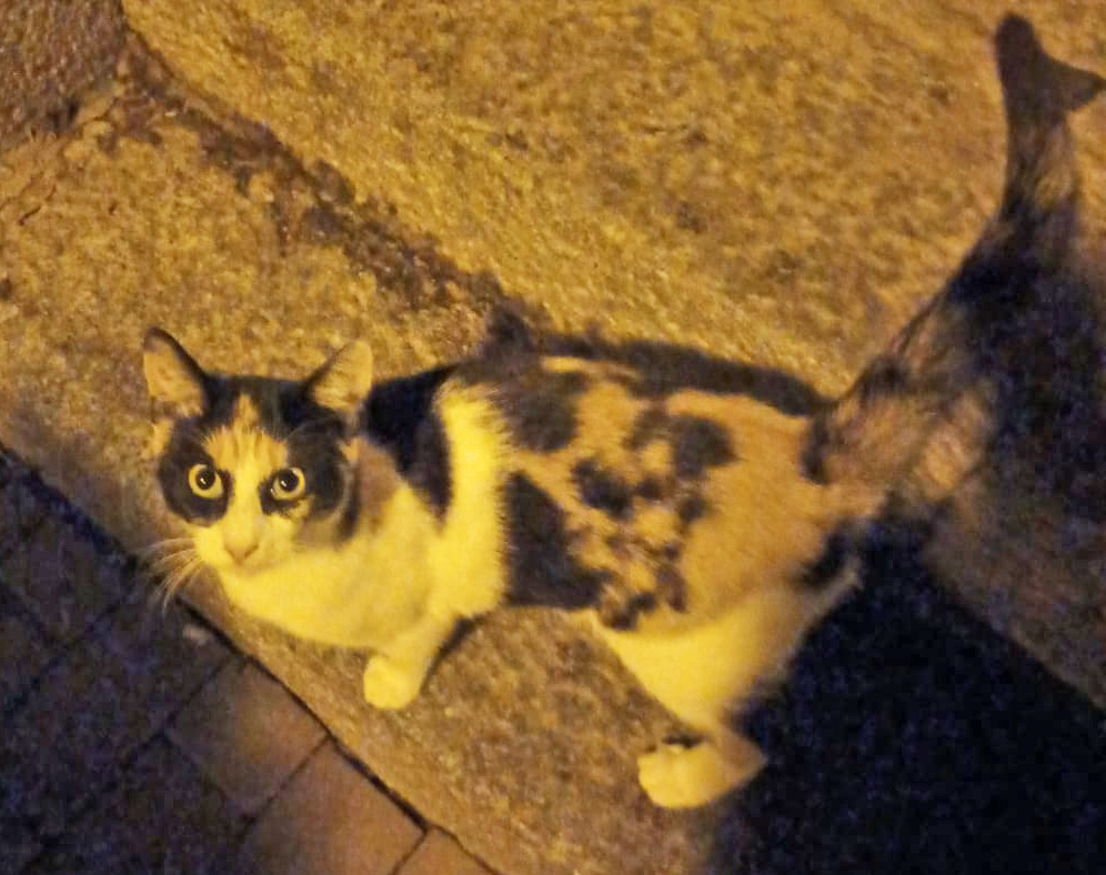 Gata perdida, Enmascarada.