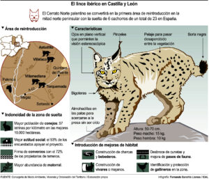 Dos ejemplares de lince ibérico son liberados en Astudillo 2 Lince iberico en CyL
