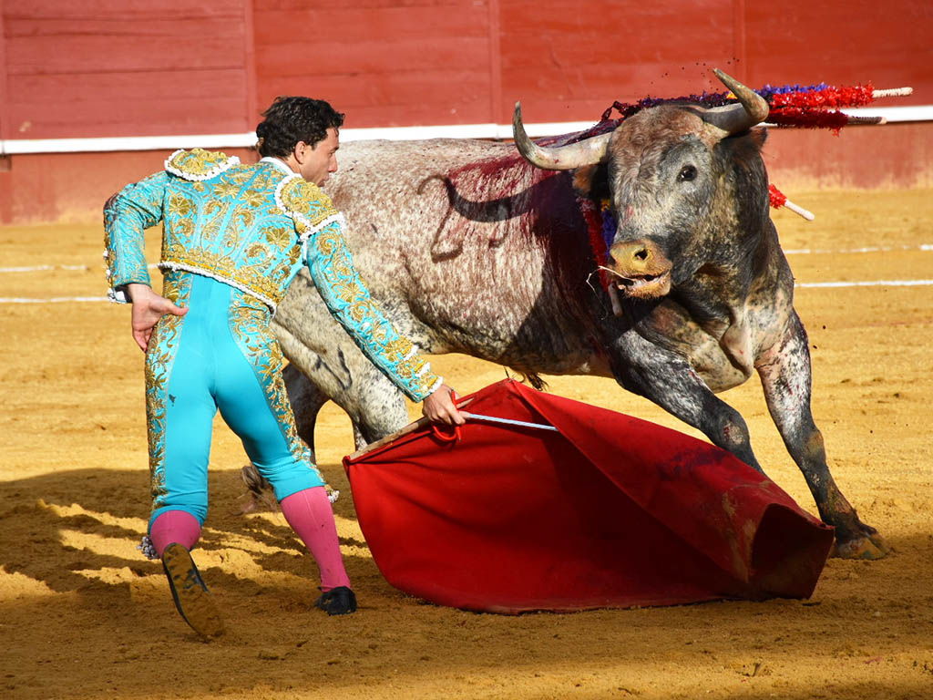 Mozoncillo, primer cartel de la temporada taurina en la provincia 4 El diestro murciano Rafael Rubio 'Rafaelillo', con un toro de Miura en Cuéllar (2021). / A.M.