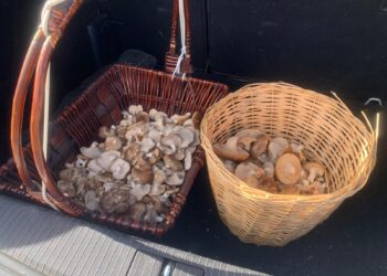 Recolección de setas / E.A.