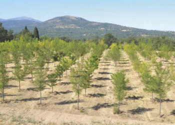 Ejemplares de olmo cultivados en el centro.