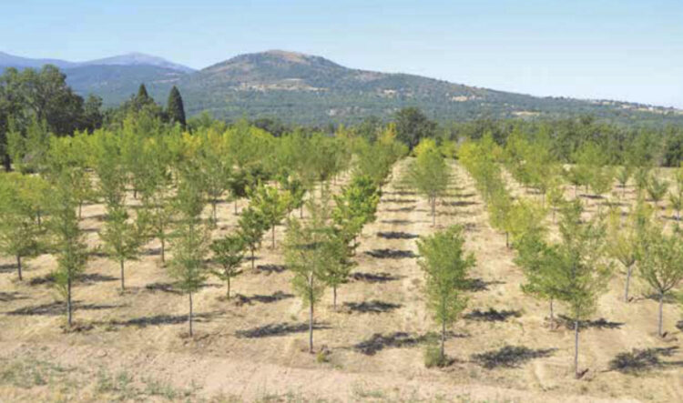 El CNRGF repartirá más de 2.500 árboles en el entorno rural 1 Ejemplares de olmo cultivados en el centro.