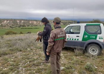Suelta de un milano real recuperado en el CRAS de Segovia.