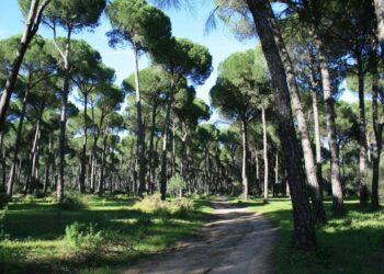 Bosque de pinos piñoneros.