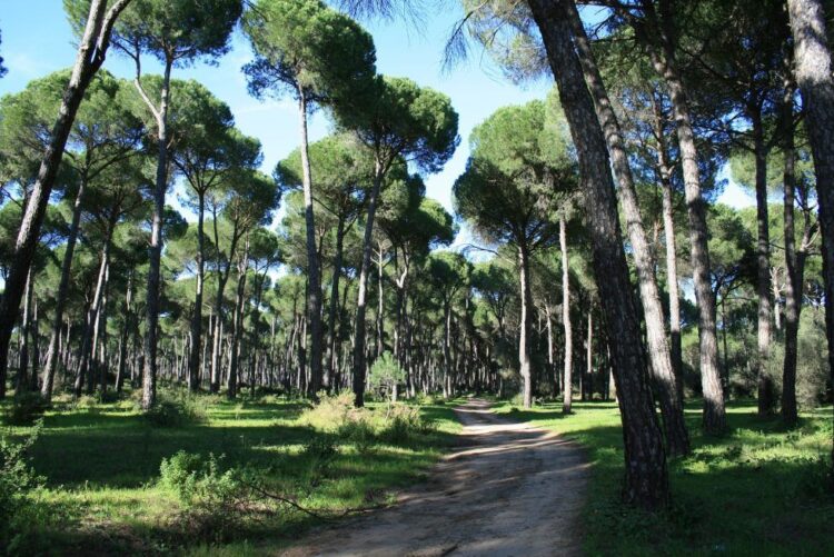 Bosque de pinos piñoneros.