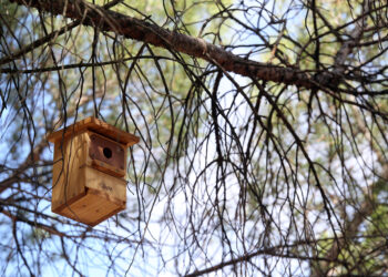 Foto de archivo. Caja nido / RUBÉN CACHO - ICAL