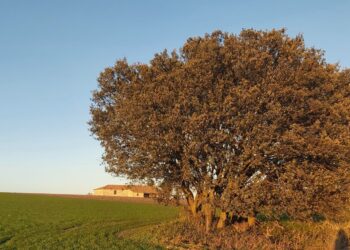 Encina en Lastras de Cuéllar. En territorios donde escasean las maderas duras las encinas eran podadas para usarse como combustible en las carboneras.
