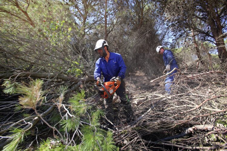 La Junta realizará tratamientos selvícolas preventivos de incendios en la comarca forestal de Navafría 1 Foto de archivo. Labores preventivas contra incendios / MÍRIAM CHACÓN / ICAL