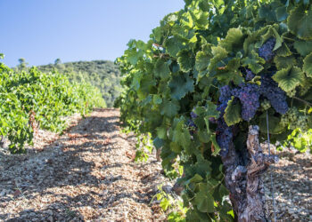Imagen de un viñedo.