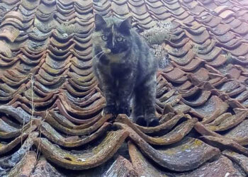 Imagen de archivo. Colonia felina / E.A.