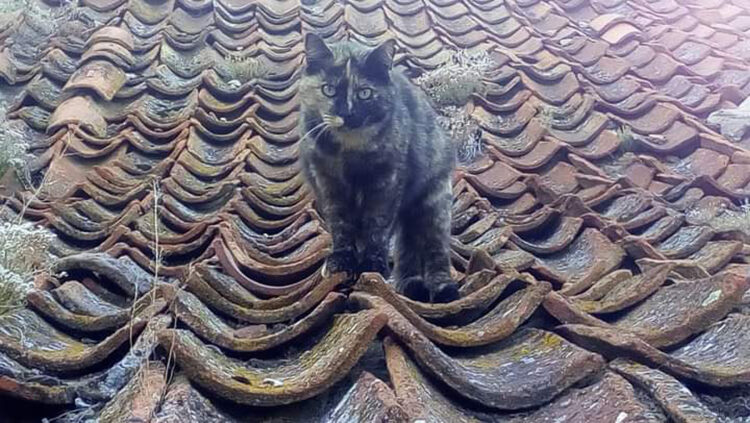 Torreiglesias aprueba el programa de gestión de colonias felinas 1 Imagen de archivo. Colonia felina / E.A.