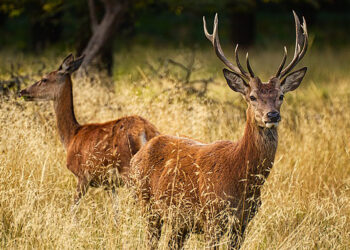 El mirador se encuentra en el paraje de Las Viñas, en Yanguas.