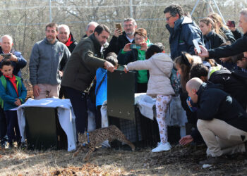 El Consejero de Medio Ambiente asiste a la segunda suelta de linces en el Cerrato palentino. / Brágimo