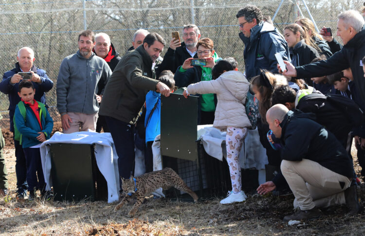 Liberados dos nuevos linces en Astudillo (Palencia) 1 El Consejero de Medio Ambiente asiste a la segunda suelta de linces en el Cerrato palentino. / Brágimo