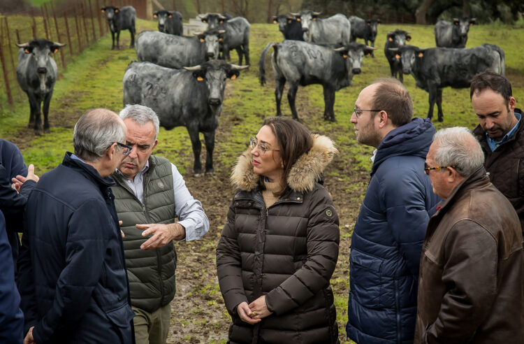 González Corral compromete 1,1 millones de euros para ayudas a los ganaderos por la EHE 1 María González Corral inaugura las IV Jornadas de carne de buey Morucho. / Vicente