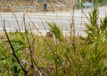 Las gramíneas son uno de los tipos de plantas que mayor dispersión de polen presentan en esta época del año. /KAMARERO