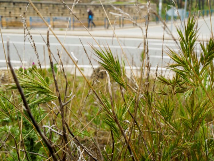 Las gramíneas son uno de los tipos de plantas que mayor dispersión de polen presentan en esta época del año. /KAMARERO