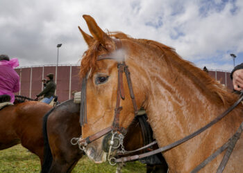 Foto de archivo. Vista de un caballo / E.A.