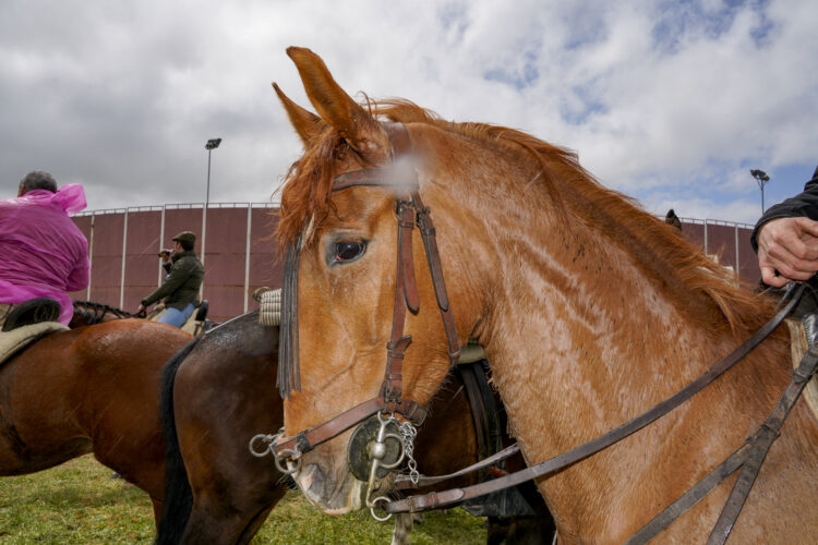 Foto de archivo. Vista de un caballo / E.A.