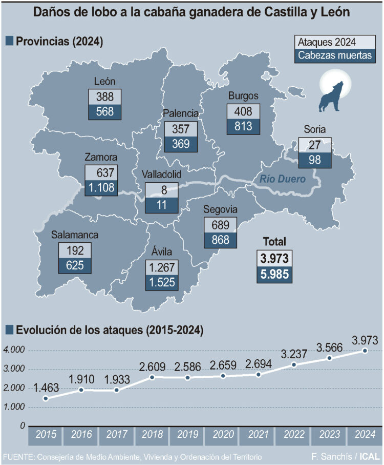 Castilla y León registra 3.973 ataques de lobos en 2024 1 Daños de lobo a la cabaña ganadera de Castilla y León.