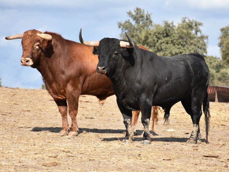 Los costes del cuidado de la ganadería brava se incrementan un 51% en cinco años 1 Ejemplares de la ganadería segoviana de Marqués de Quintanar, en una imagen de archivo. / A.M.