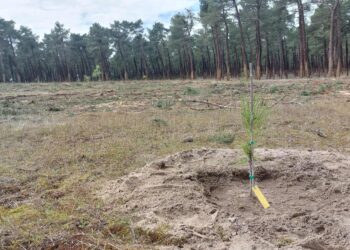 Uno de los ejemplares recién plantados./NATURALEZA CASTILLA Y LEON