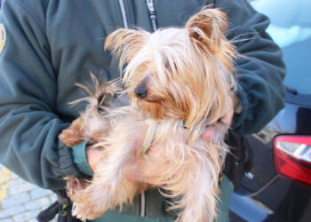 Perro Yorkshire Terrier. / GUARDIA CIVIL - MINISTERIO DEL INTERIOR