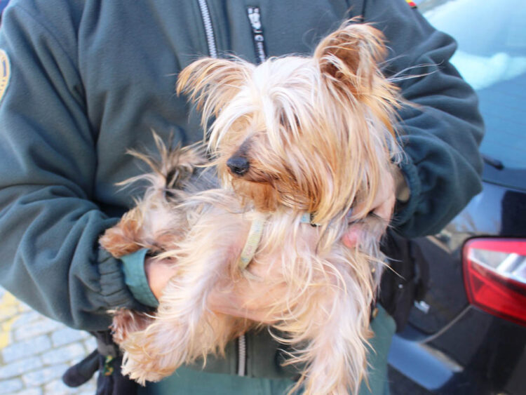 Dos investigados en Segovia por maltrato animal y venta ilegal de un perro 1 Perro Yorkshire Terrier. / GUARDIA CIVIL - MINISTERIO DEL INTERIOR