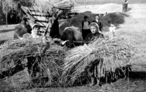 Varias mujeres preparando los haces de centeno.