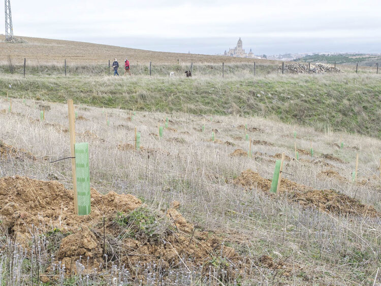 Reforestación en la zona del Peñigoso. / KAMARERO