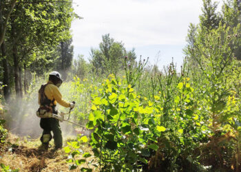 Trabajos de acondicionamiento forestal de las brigadas. / EL ADELANTADO