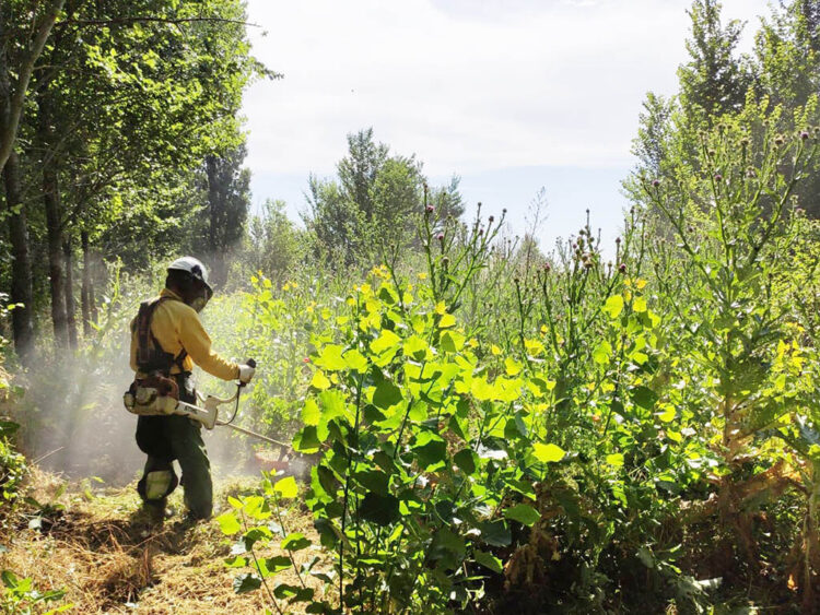 La Diputación destina más de 1,7 millones a contratar desempleados 1 Trabajos de acondicionamiento forestal de las brigadas. / EL ADELANTADO