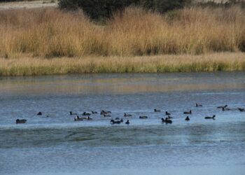 Lagunas de Cantalejo / E.A.