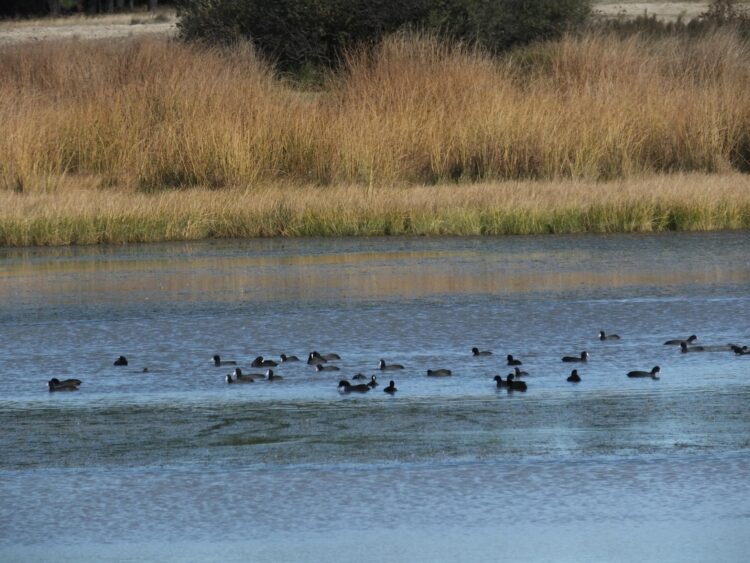 Visita teatralizada para dar a conocer las lagunas de Cantalejo 1 Lagunas de Cantalejo / E.A.