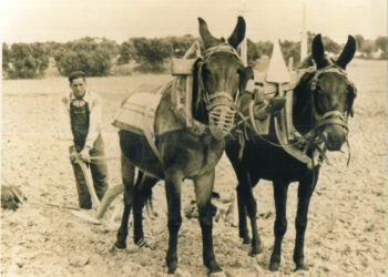 Un agricultor labra las tierras con un arado romano.