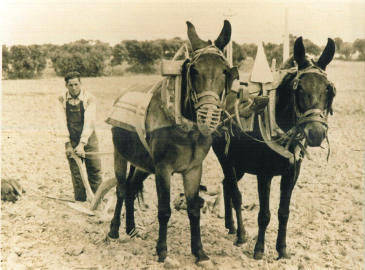 Un agricultor labra las tierras con un arado romano.