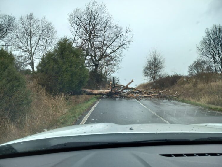 Un árbol caído entre La Velilla y Pajares de Pedraza. / DIPUTACIÓN