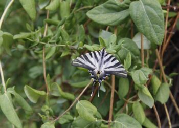 Foto de archivo. Vista de una mariposa / E.A.